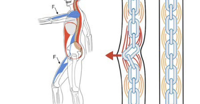 What is Dynamic Neuromuscular Stabilization (DNS)? image
